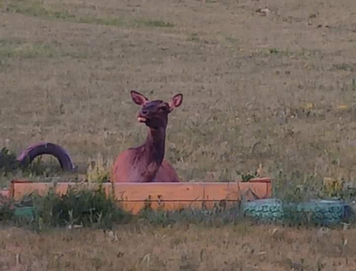Apache Eco Camp, Terelj Nationalpark Mongolia Hotel Bayan Bulagiin Hural Eksteriør billede